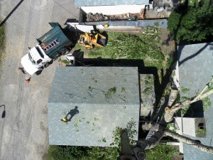 BVT Tree Removal 06-02